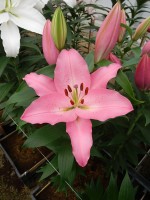 [5368 Barista VZ No01.JPG]